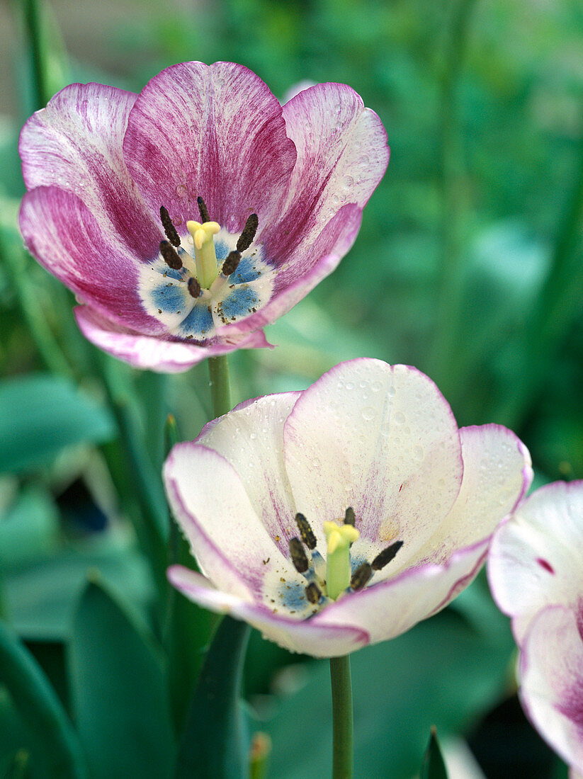 Tulipa - Hybr. 'Shirley'