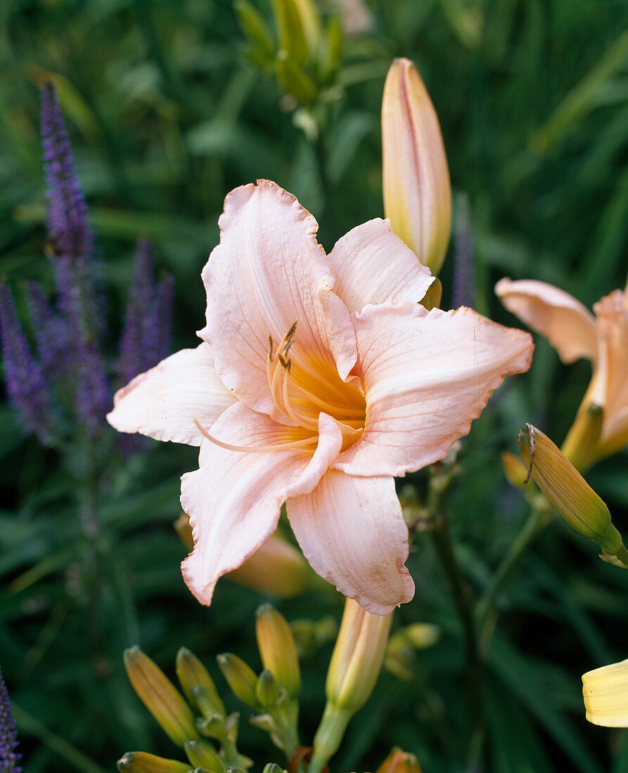 Hemerocallis 'Zarte Wolke' (Taglilie)