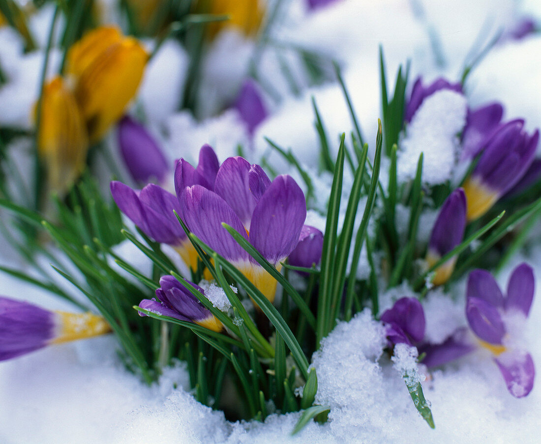 Crocus sieberi 'Tricolor' im Schnee