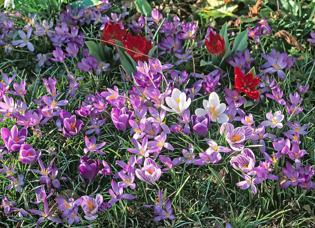 Crocus vernus u tommasinianus (Großblumige und Wildkrokusse)