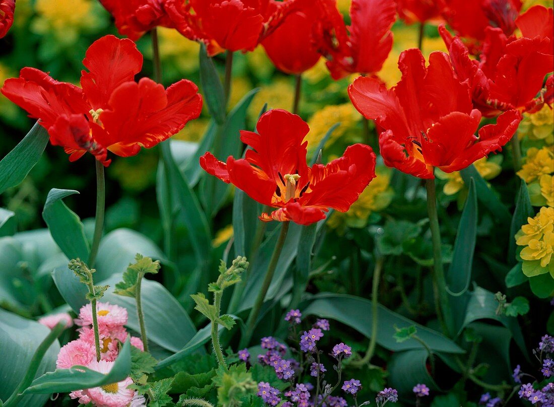 Tulipa 'Rococo' (Red parrot tulips)