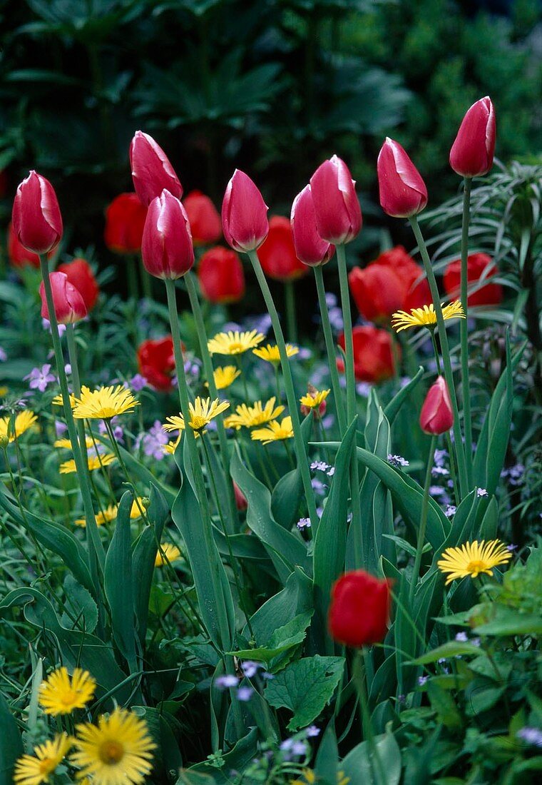 Tulip 'Leo Visser'