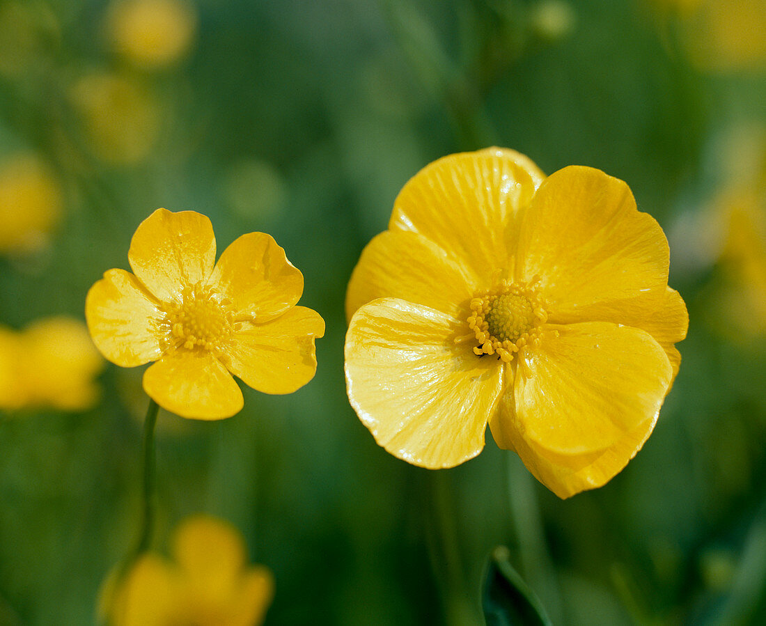 Ranunculus Lingua