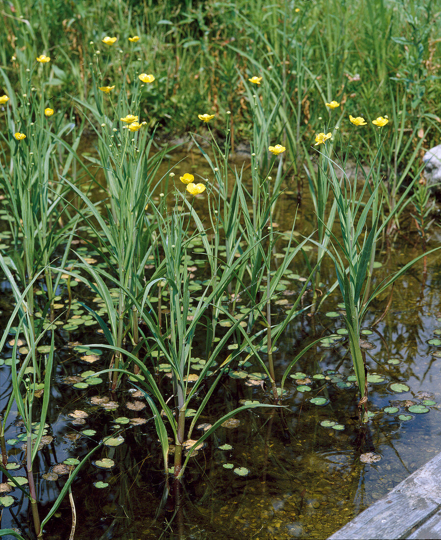 Ranunculus lingua