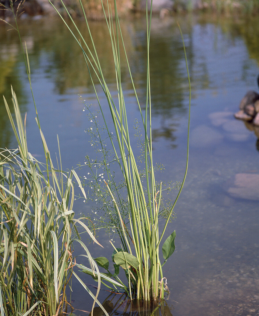 Scirpus lacustris 'Albescens'