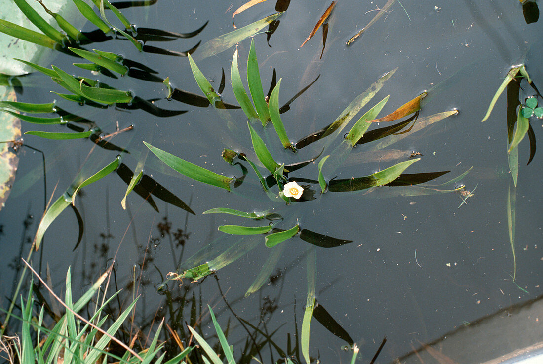 Stratiotes aloides