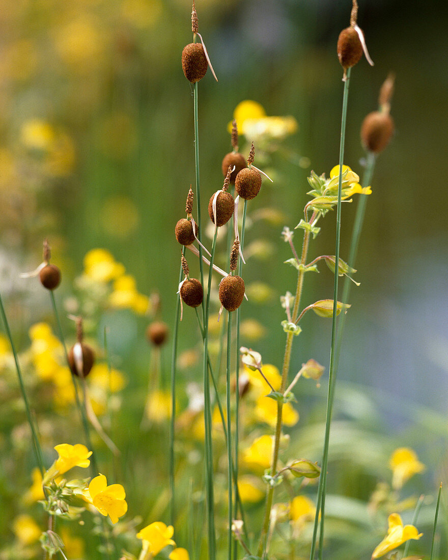 Typha Minima