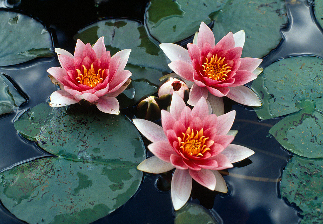 Nymphaea 'Attraction'