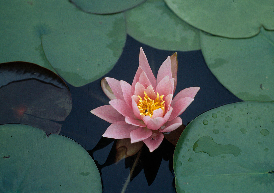 Nymphaea 'Rose Arey' (Seerose)