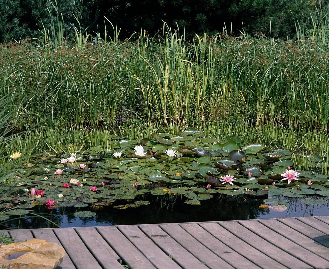 Nymphaea x hybrid 'Fritz Junge'