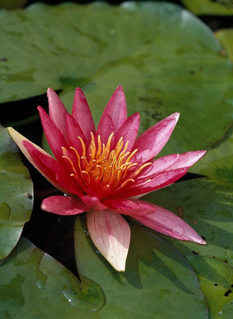 Nymphaea 'Newton'