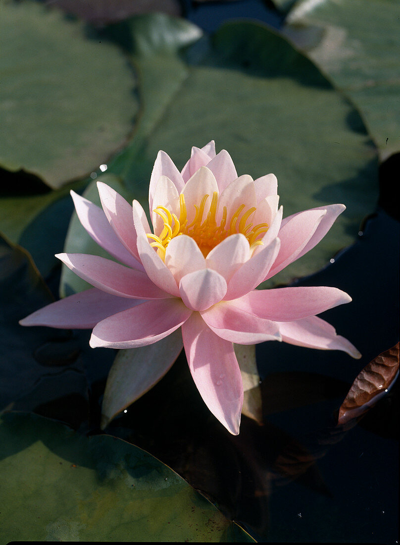 Nymphaea 'W.B.Shaw'