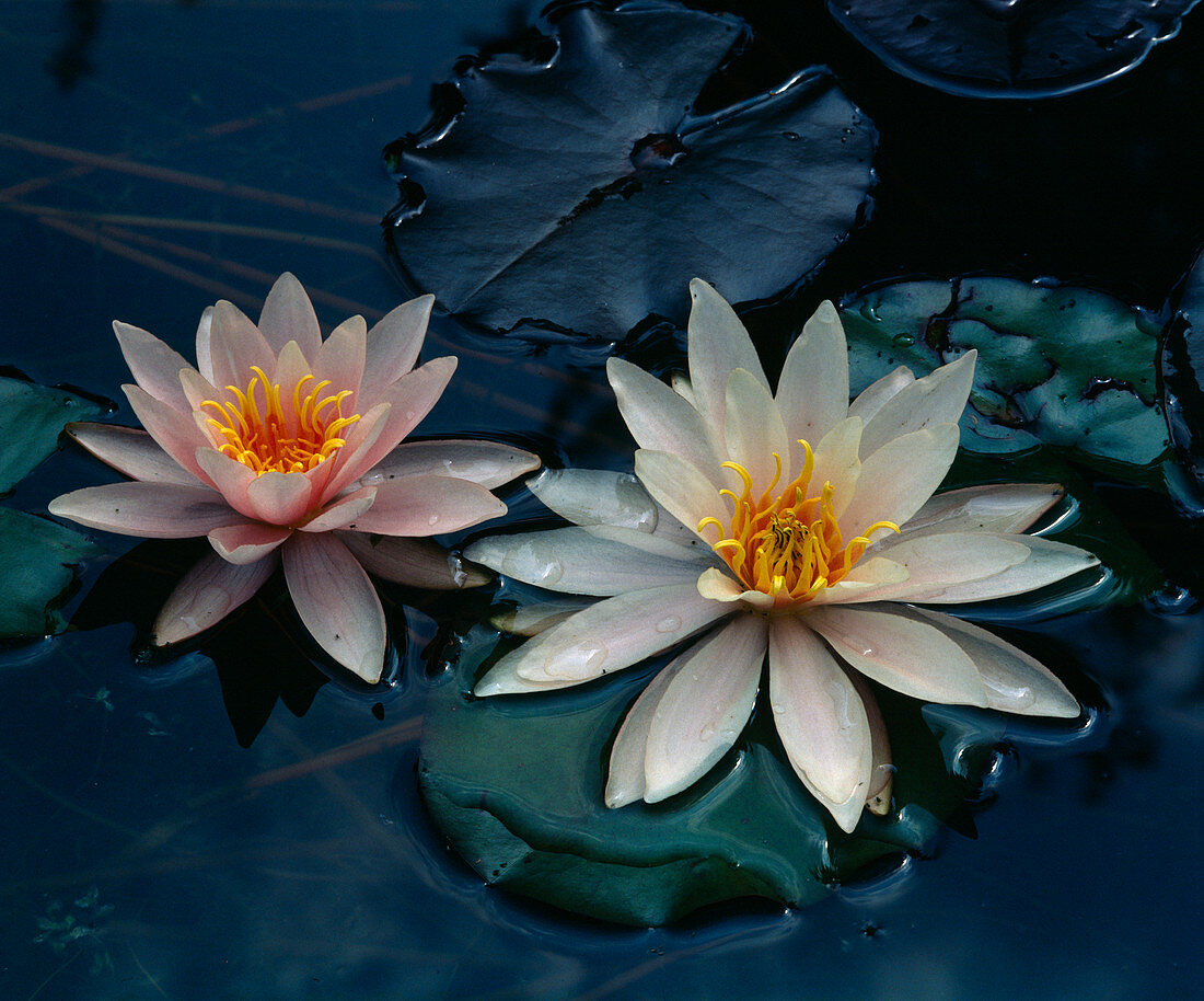 Nymphaea hybrid