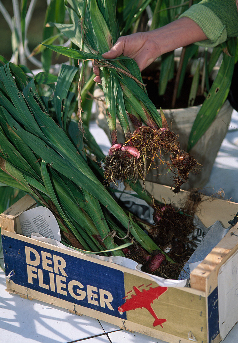 Remove gladiolus (gladiolus bulbs) from the soil after flowering