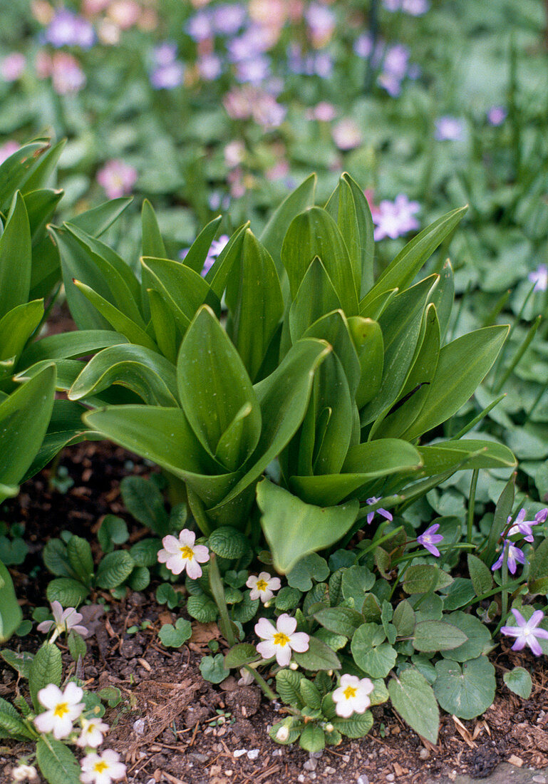 Colchicum speciosa