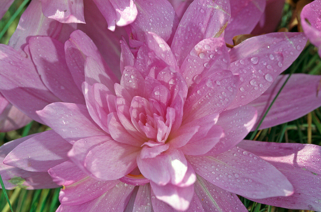 'Colchicum autumnale 'Waterlily'