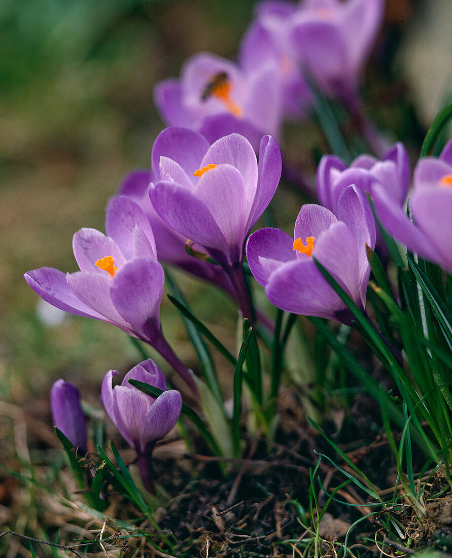 Crocus vernus (Frühlings-Krokus)