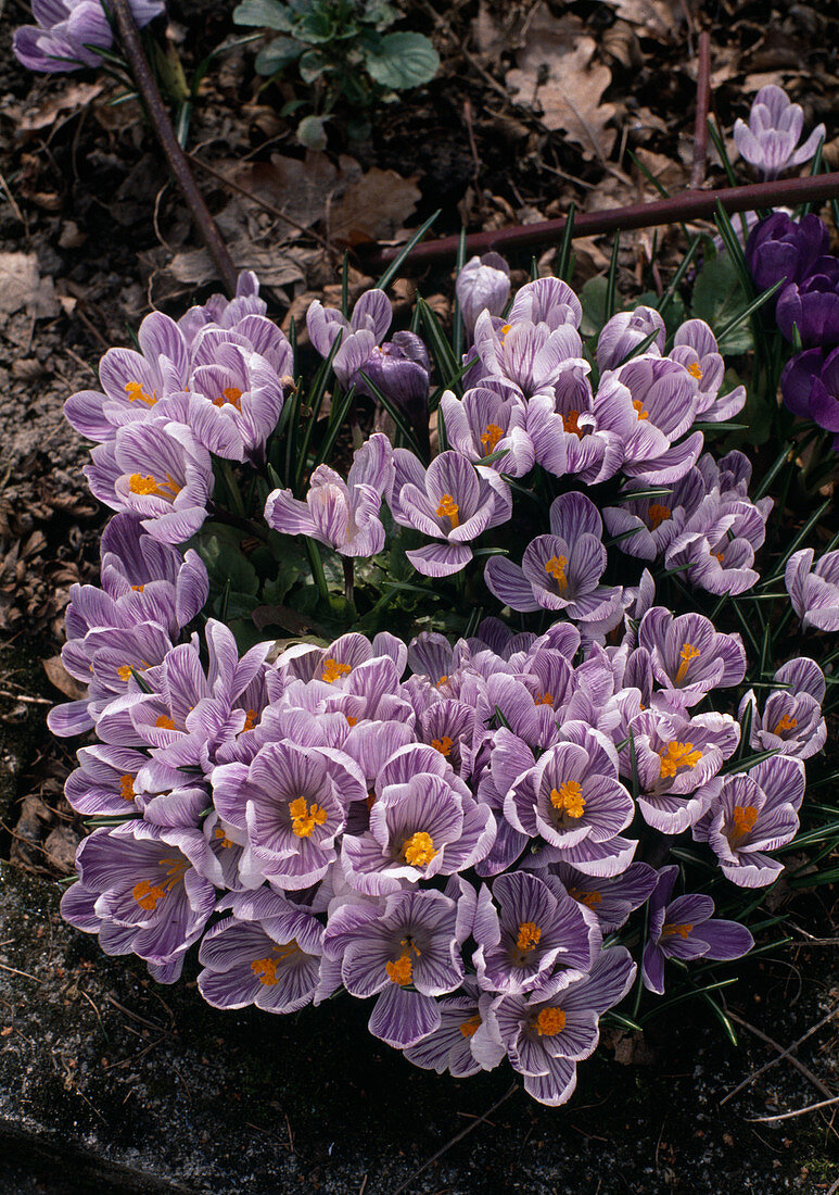 Crocus vernus Hybride