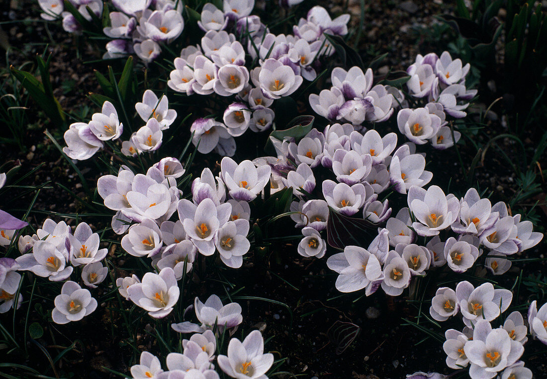 Crocus chrysanthus 'Prins Claus' Schneekrokus