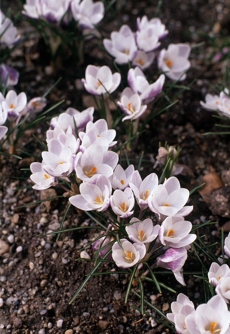 Crocus chrysanthus 'Prins Claus' Schneekrokus