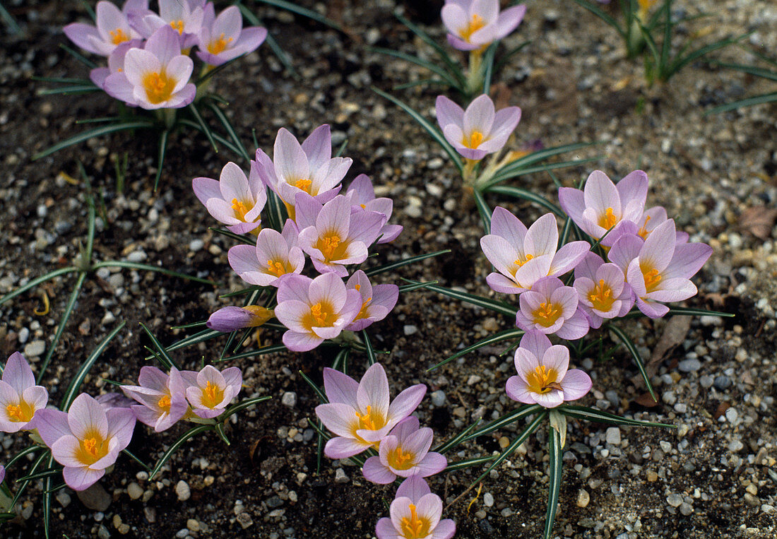 Crocus sieberi