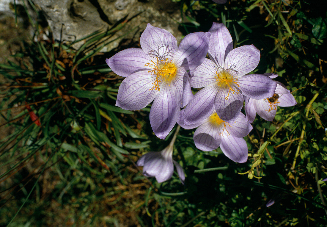 Crocus speciosus 'Cassiope'