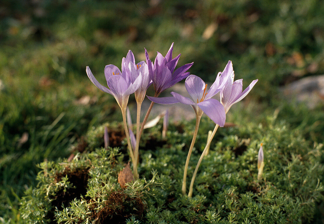 Crocus speciosus