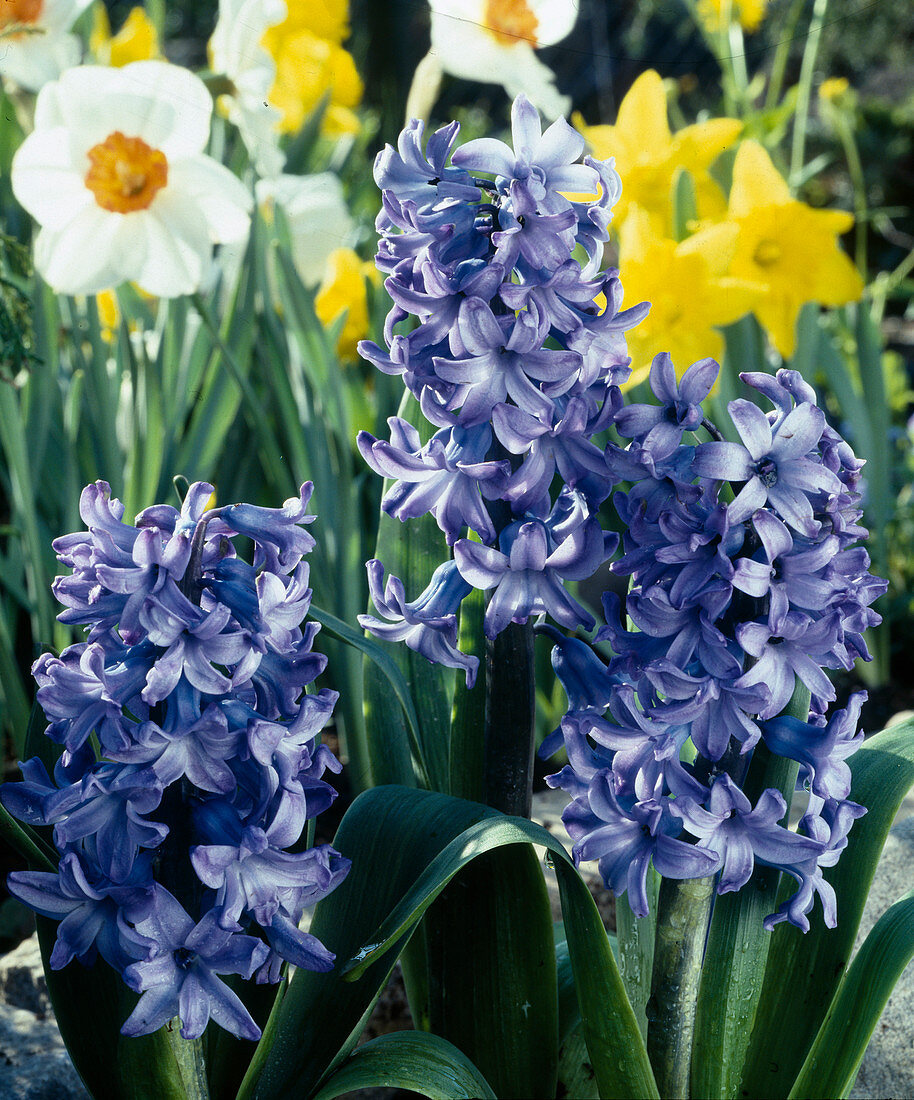 Hyacinth