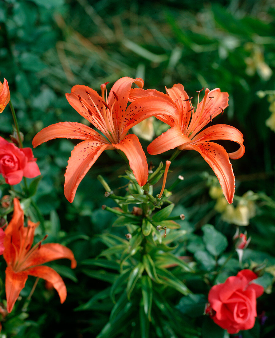 Lilium Mid-Century hybrid