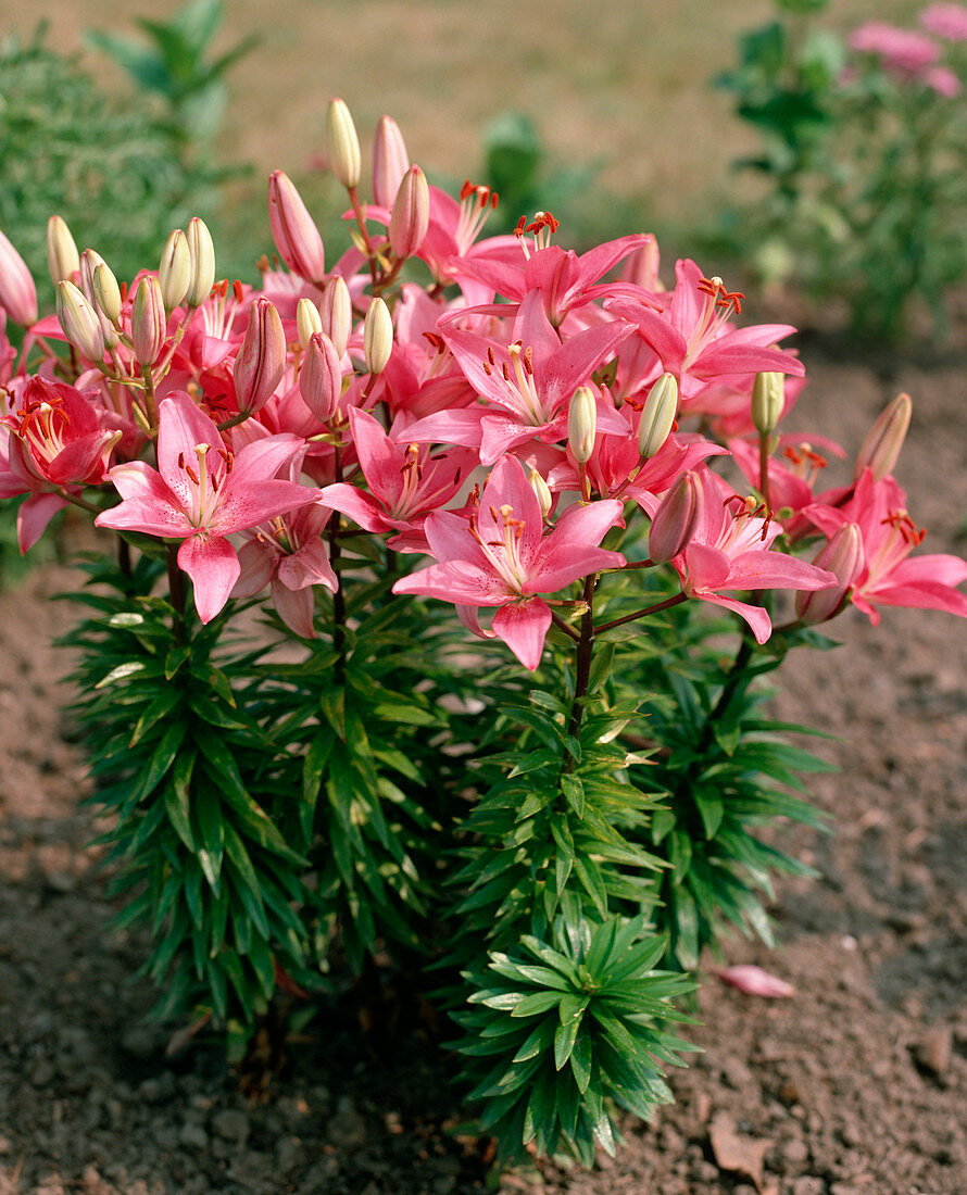 Lilium asiaticum