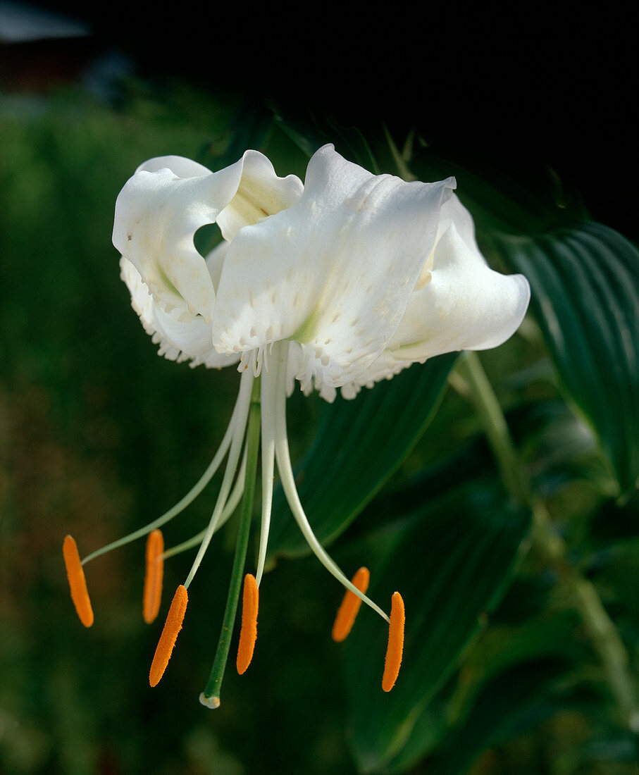 Lilium 'Olivia', großblumig, duftend