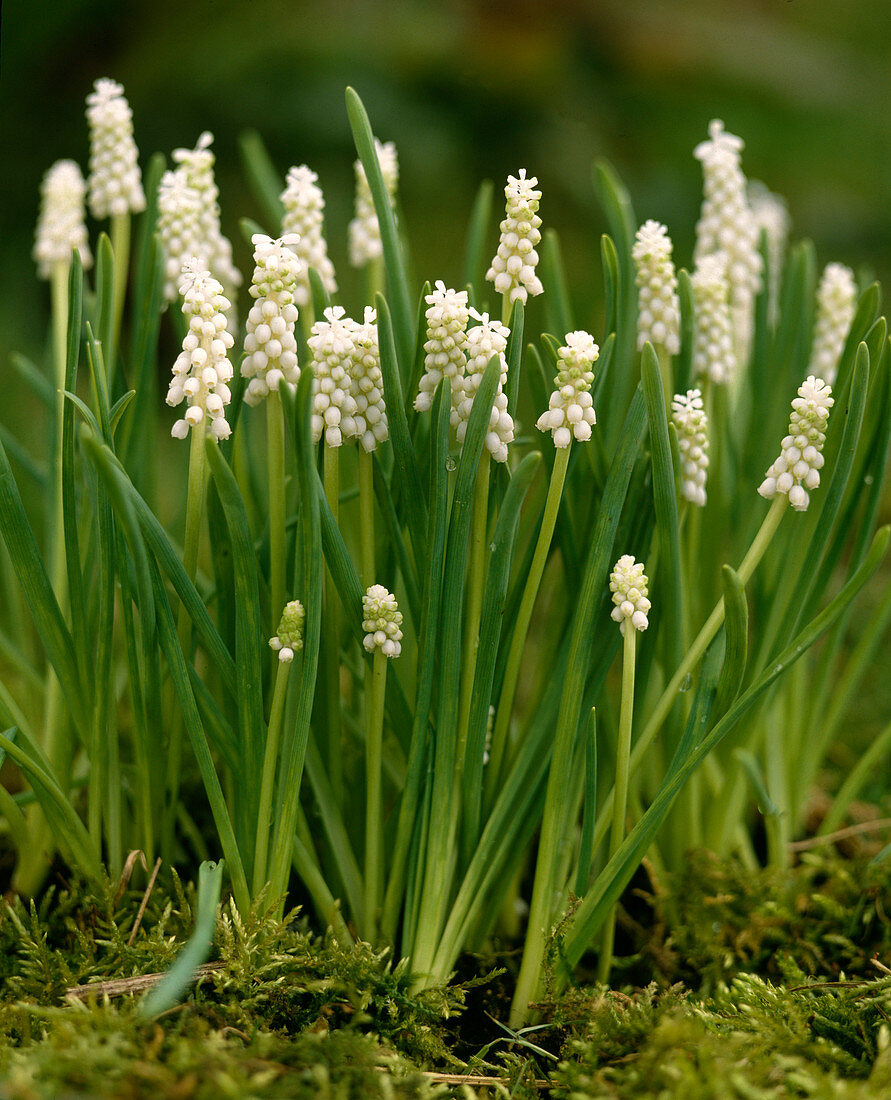 Muscari botryoides 'Album'