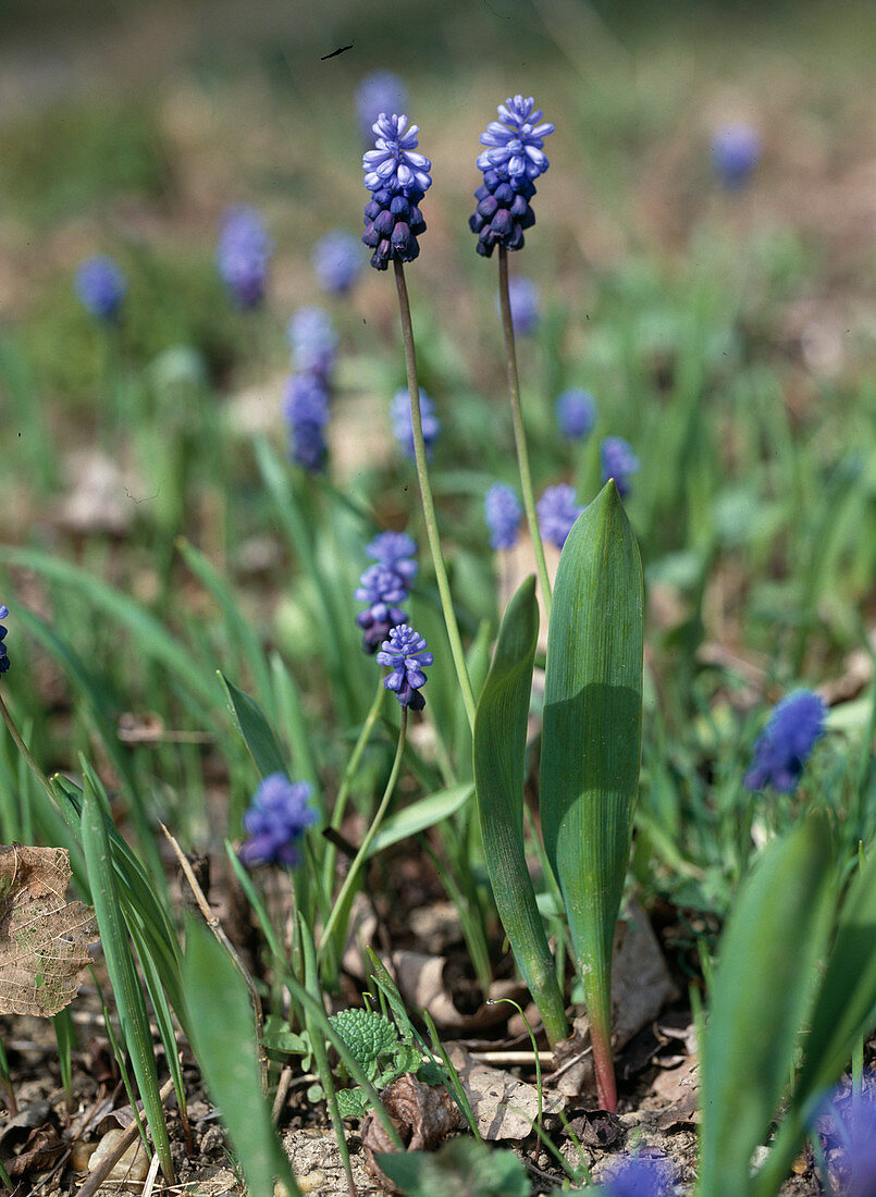 Muscari latifolium