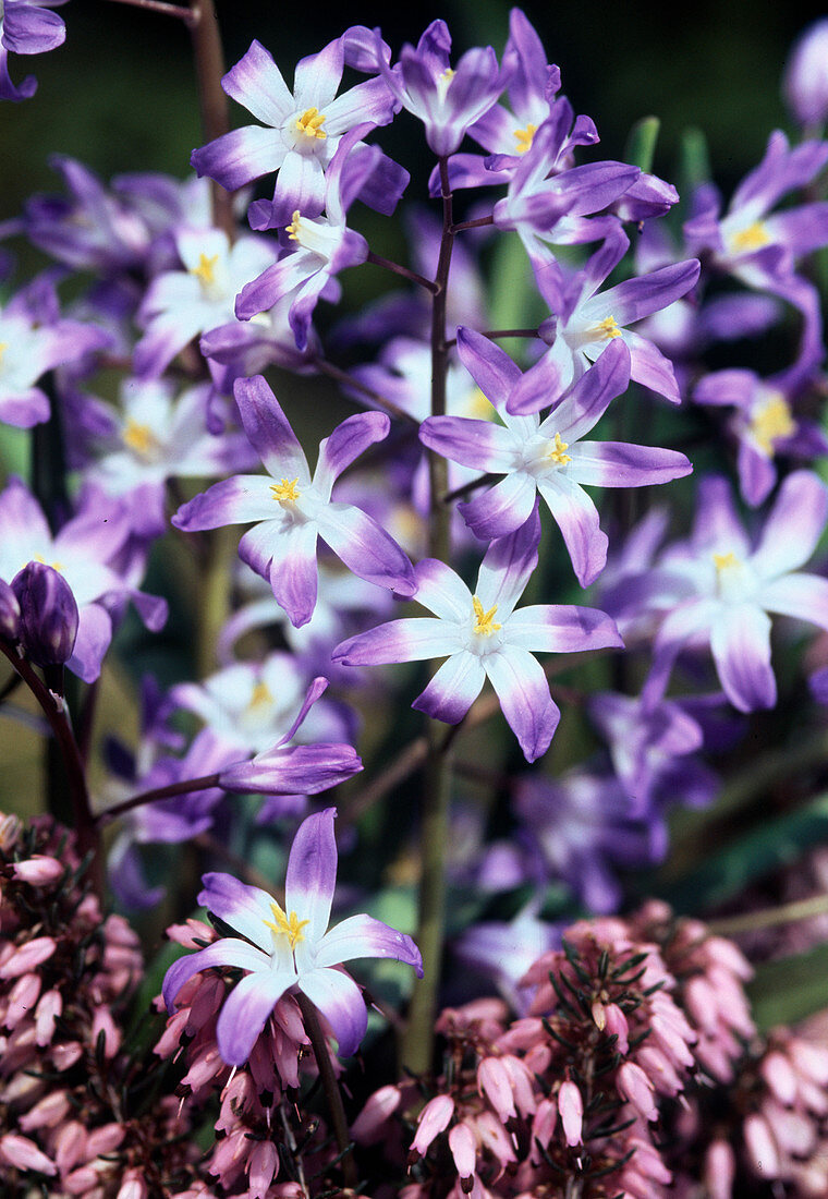 Chionodoxa sardensis