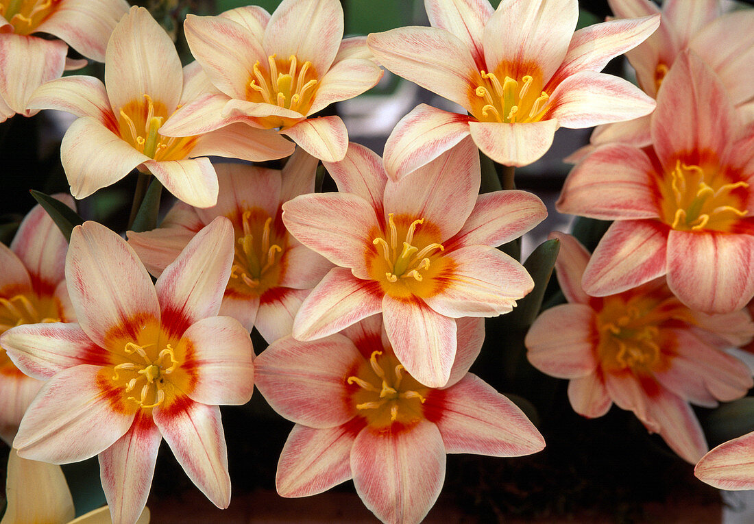 Tulipa Kaufmanniana 'Fritz Kreisler' (Botanische Tulpen)