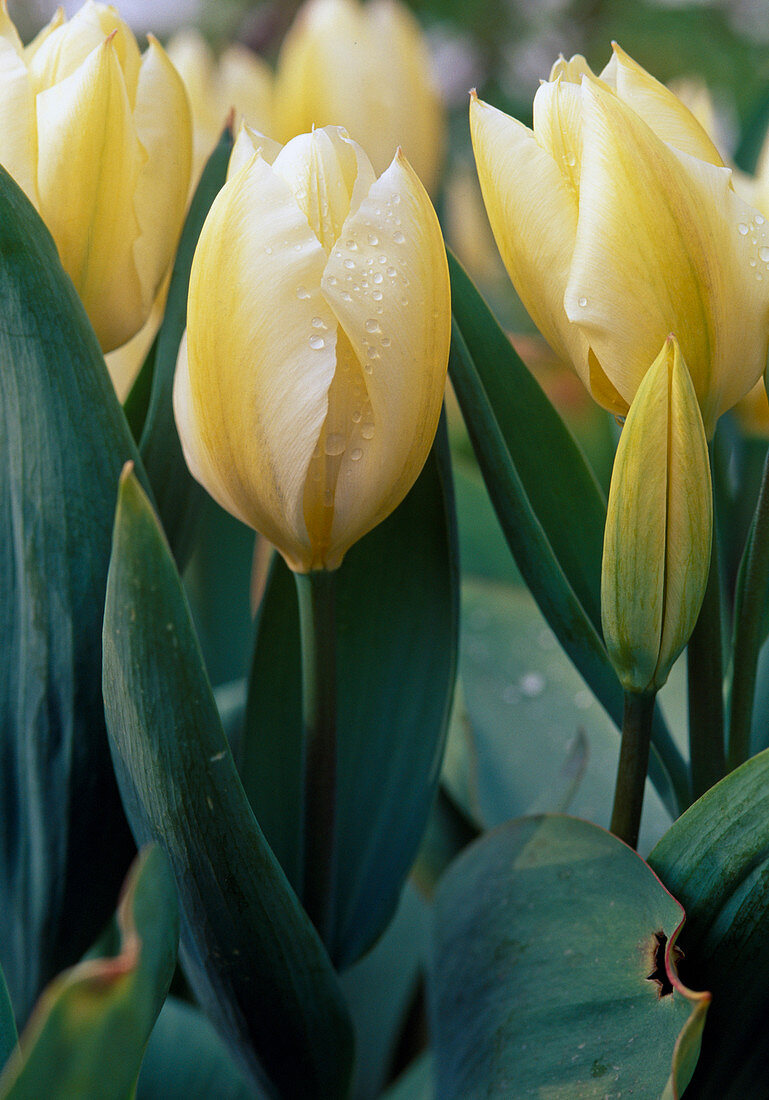 Tulipa fosteriana 'Purissima'