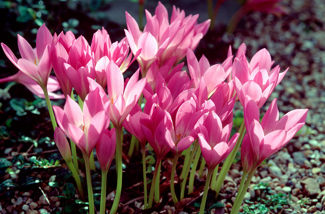 Colchicum autumnale