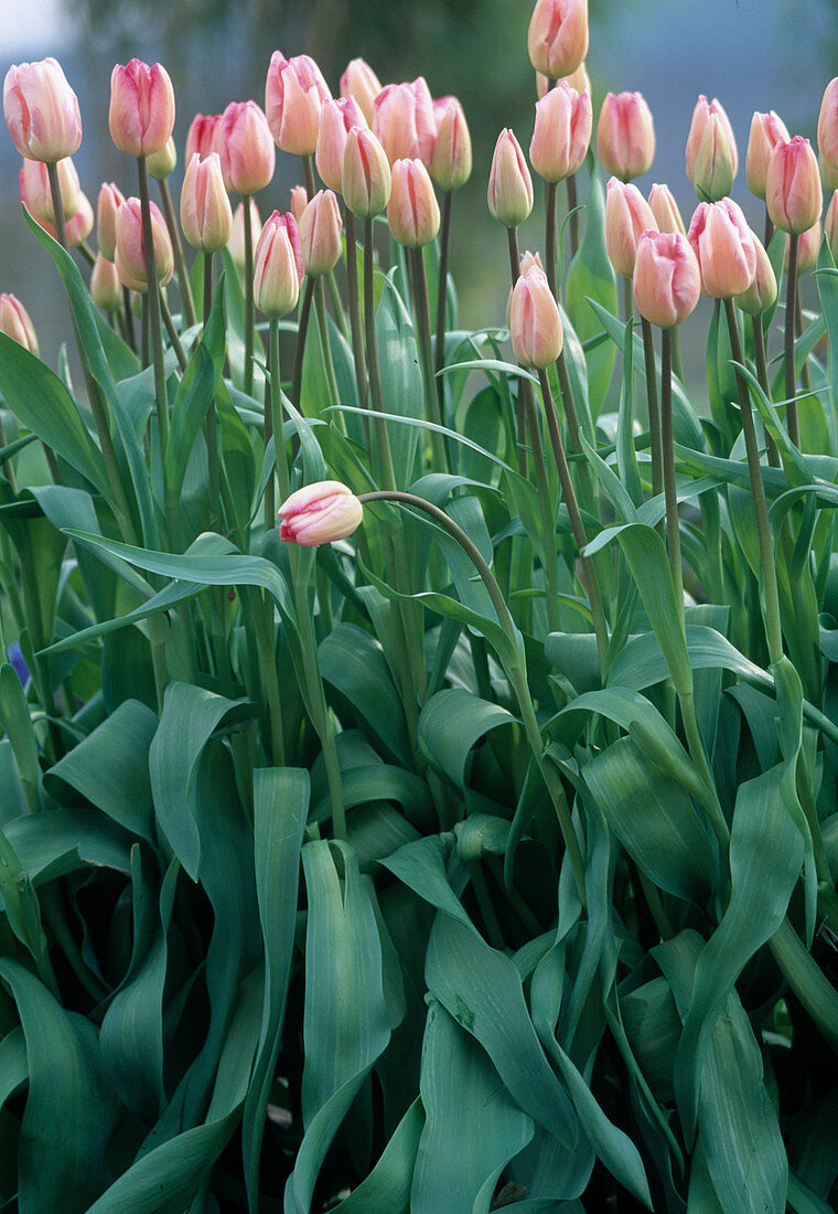 Tulipa 'Gander's Rhapsody'