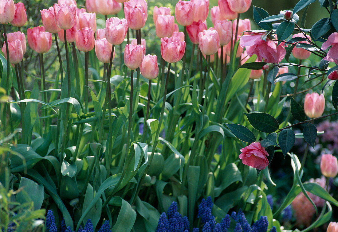 Tulipa 'Gander's Rhapsody'