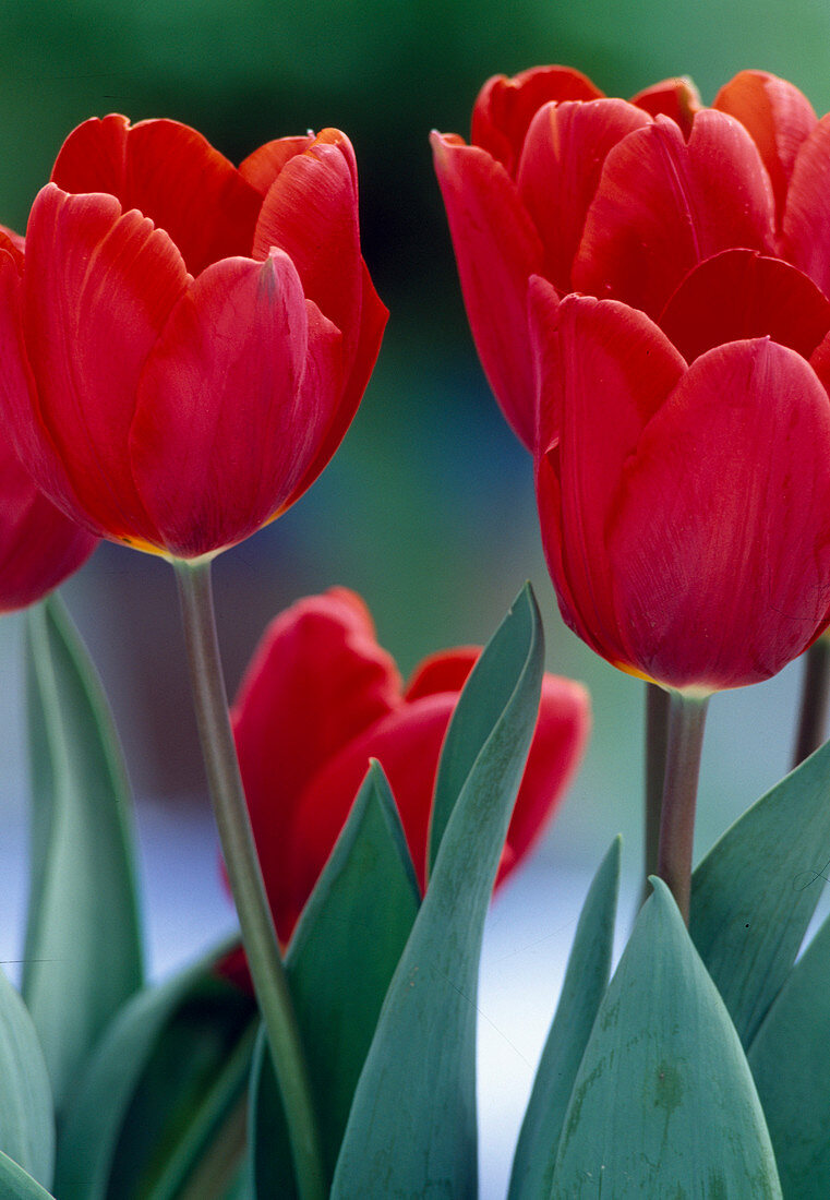 Tulipa 'Couleur Cardinal'