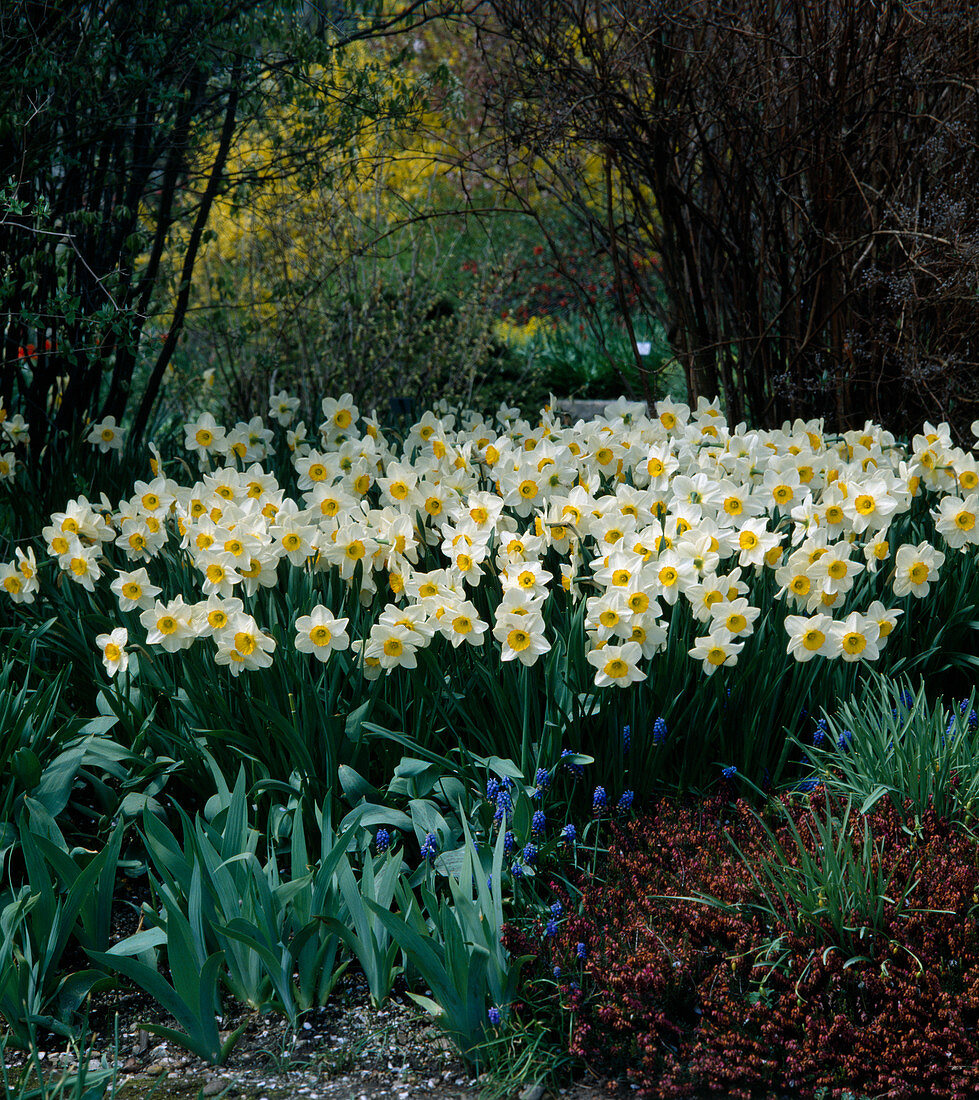 Large-flowered daffodil