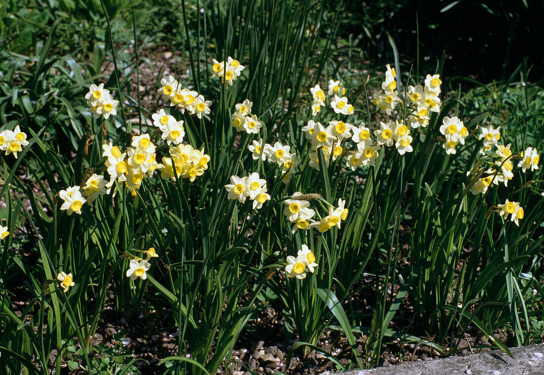 Narcissus tazetta 'Minnow' (Tazetten-Narzissen)