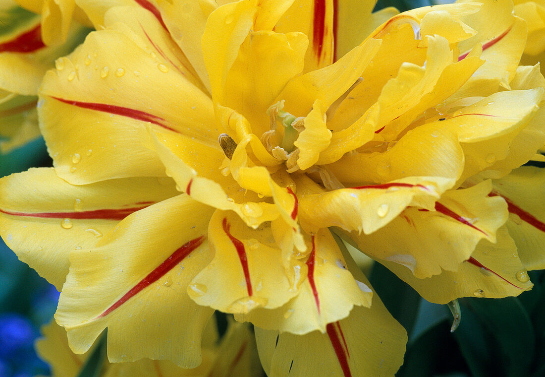 Tulipa-Hybr 'Monsella'