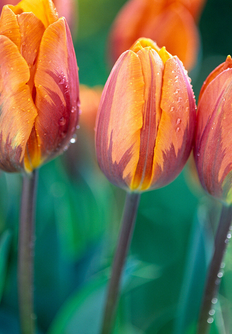 Tulipa-Hybr 'Prinzess Irene'