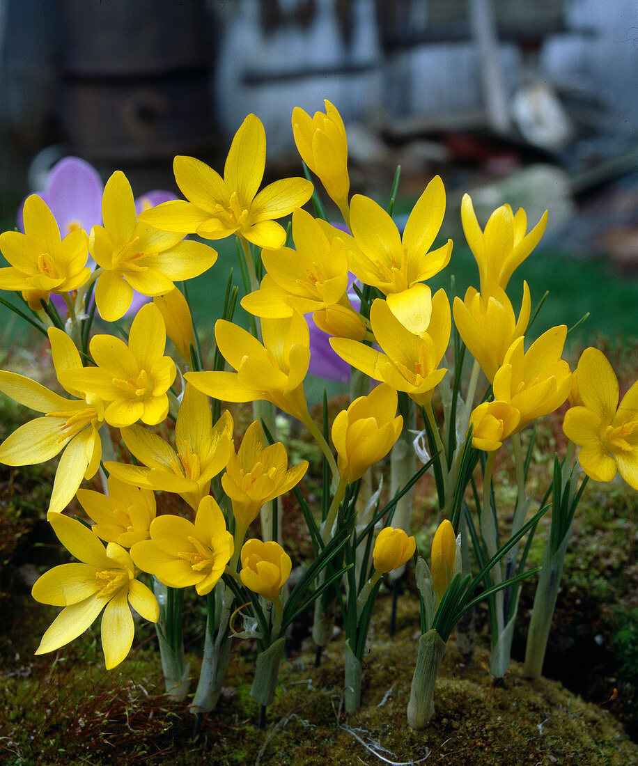 Crocus flavus