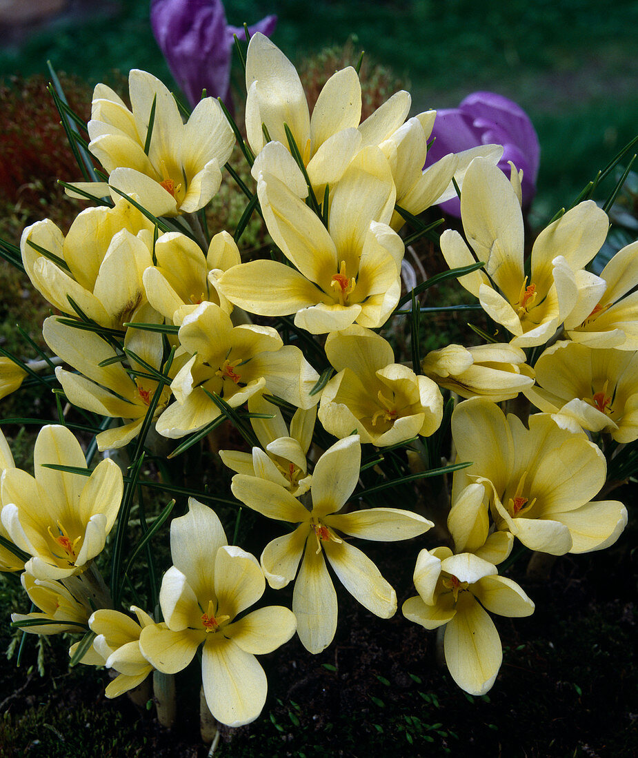 Crocus chrysanthus