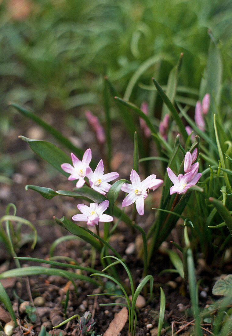 Chionodoxa 'Pink Giant'