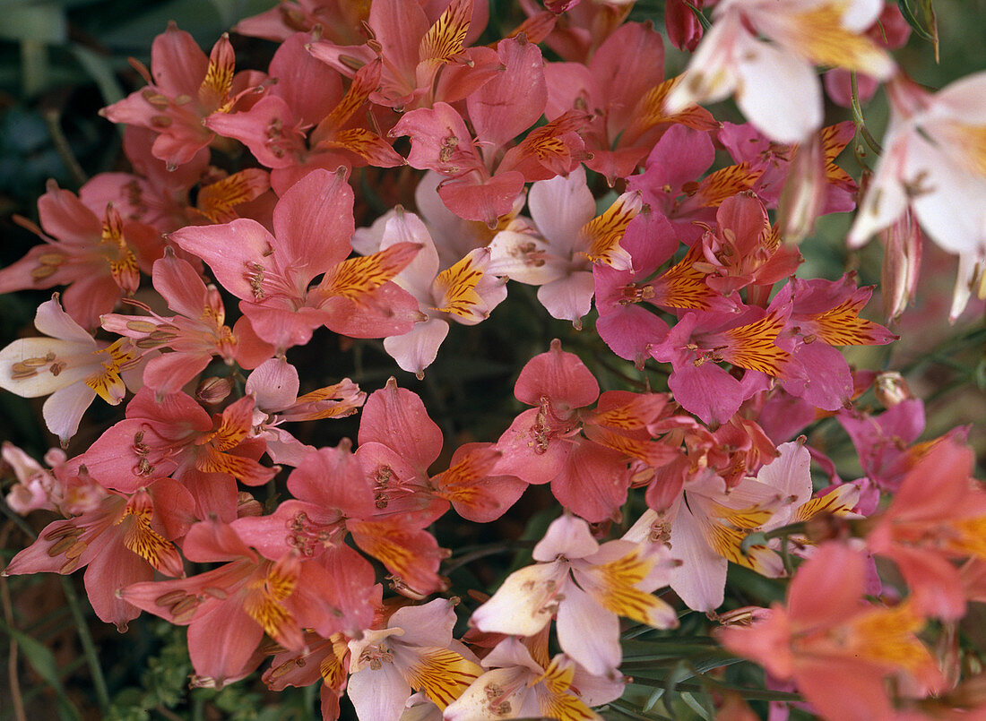 Alstroemeria-Hybride