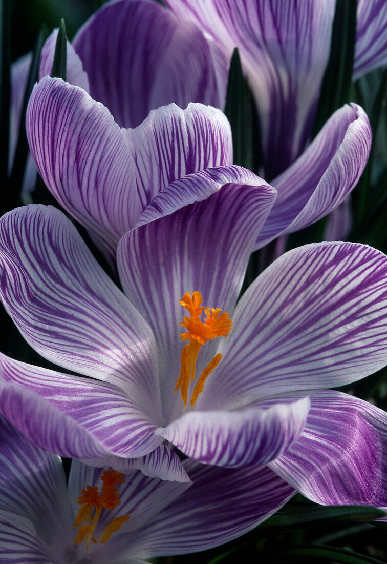 Crocus vernus 'Ladykiller' - Krokus