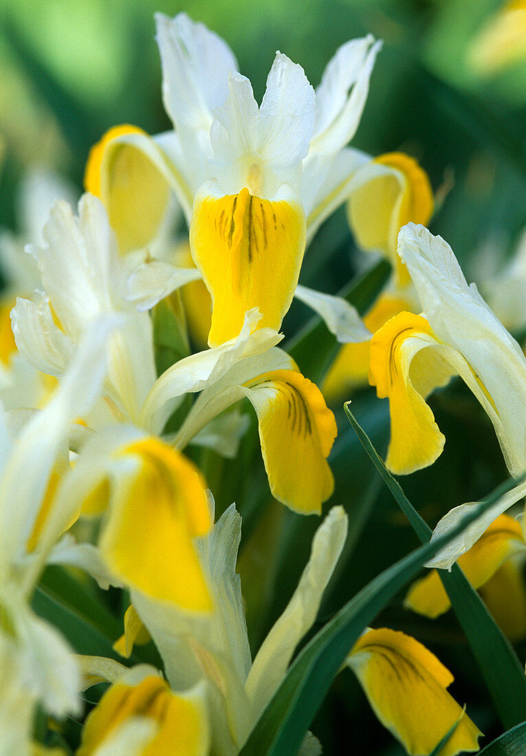 Bukhara Iris (corn-leaf iris)